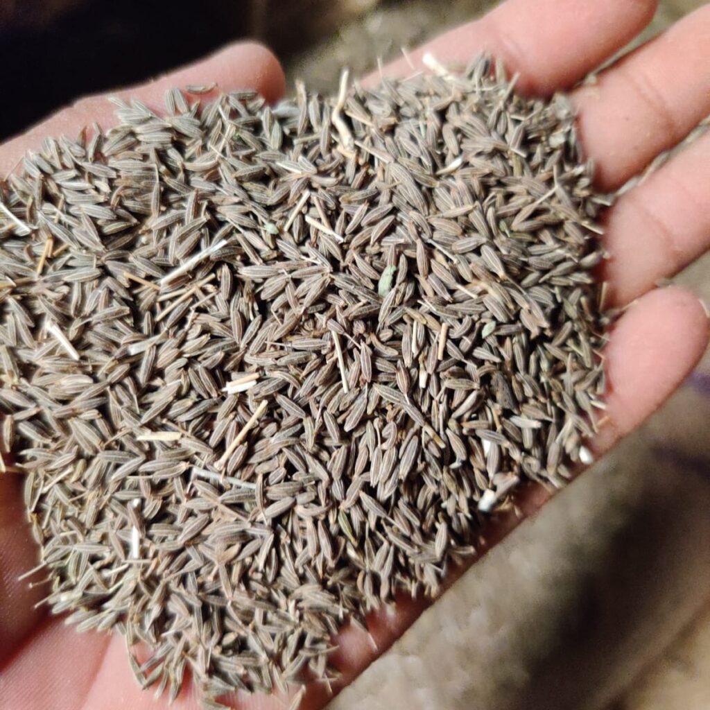 cumin seed